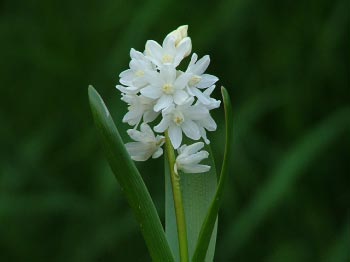 Puschkinia scilloides var. libanotica 'Alba'Buishyacint bestellen